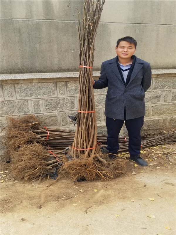 芭劳奈无花果适合哪种树形,芭劳奈无花果图片大全