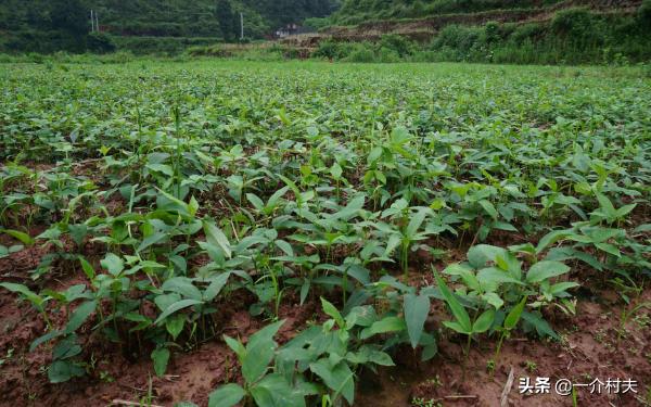 玉米地一种常见野草，农民见了就拔，却不知其比玉米贵50倍