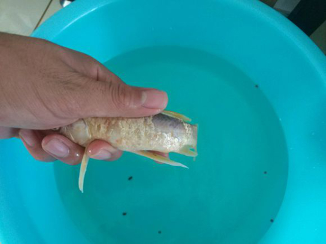 为什么钓回来的鱼养不活呢,为什么钓上来的鱼不能放来养