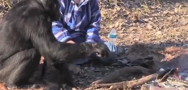 为什么说大猩猩是最安静的动物,高智商的猩猩究竟有多厉害