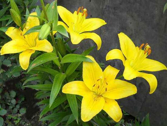 百合花长好高了烂根怎么处理,百合花烂根了茎杆怎么处理