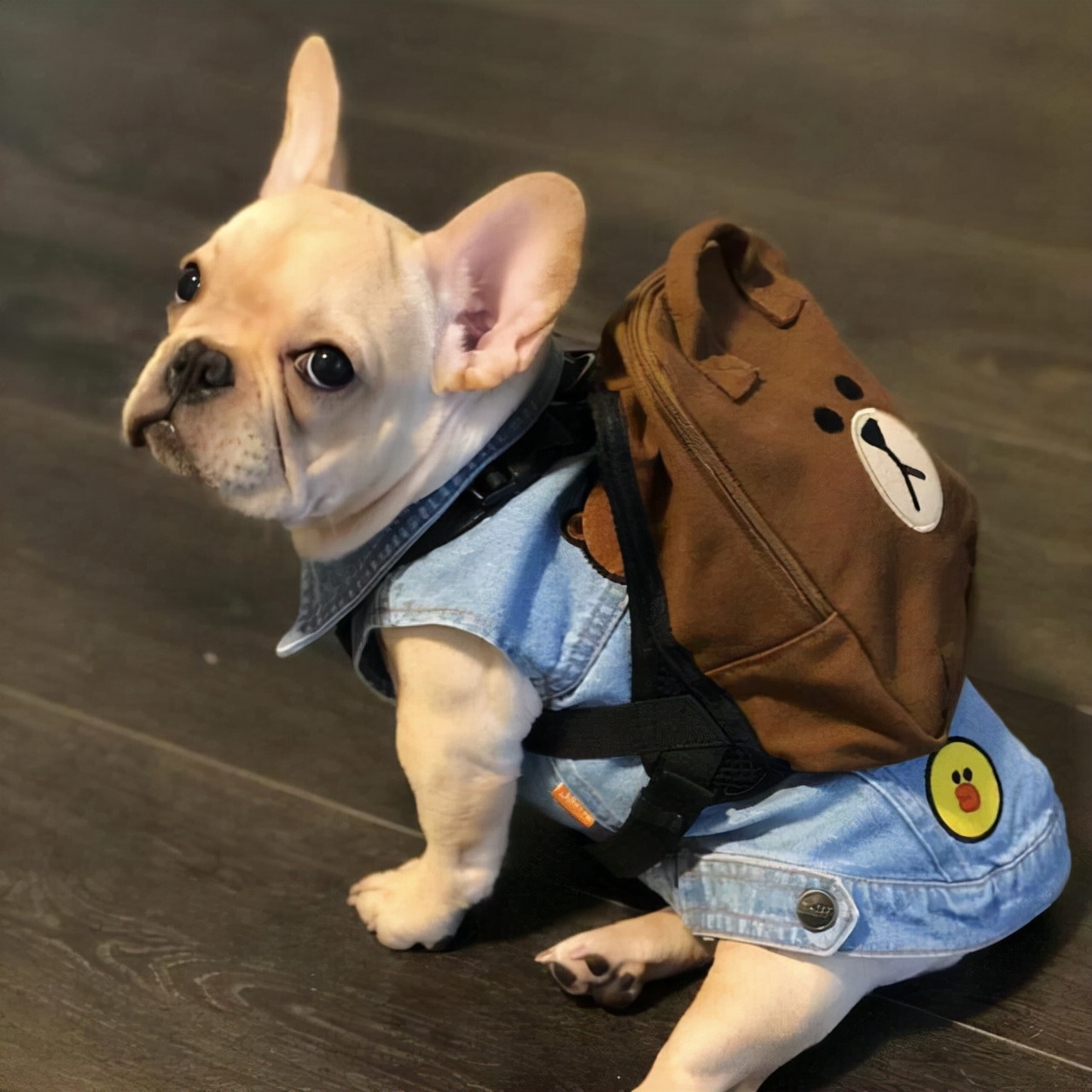 法斗比较难养,法斗为啥有地可以养有地不能养