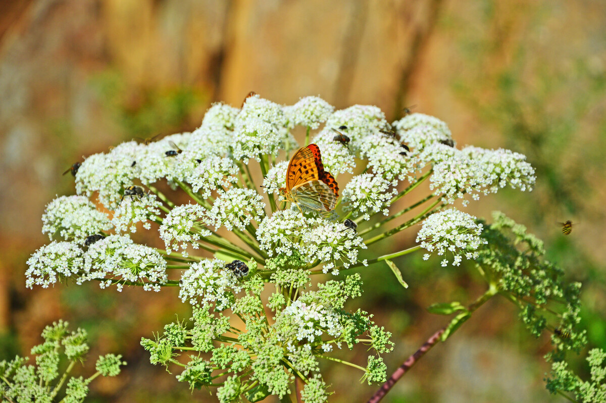 路边1种白花“别乱采”,老农说它危险又迷人,土话叫“雄蛇草”