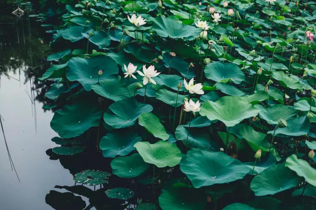 成都最美荷花池,成都荷花池有哪些