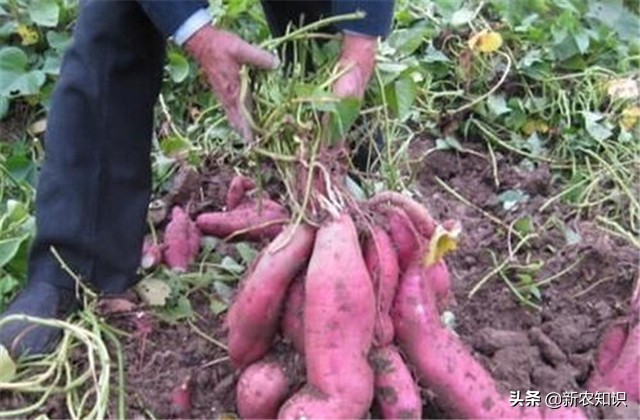 紫薯种植技术三大忌,紫薯夏季可以种植吗