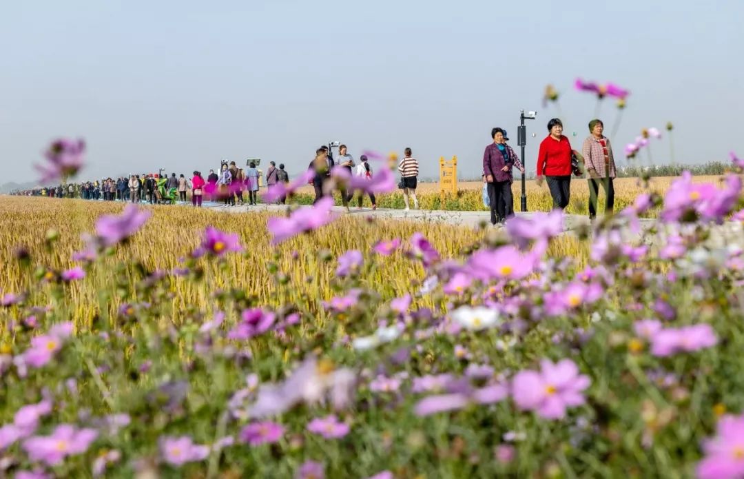 溧阳庆丰村怎么突然火了起来,答案或许就在这里