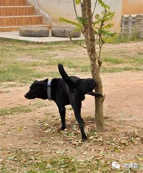 狗狗嗅陌生人的腿,狗狗为何喜欢嗅主人的尿