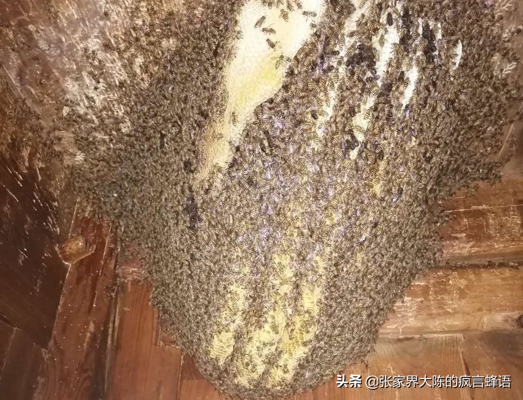 养中蜂为什么要用塑料纸做蜂布,中蜂夏天如何盖覆布