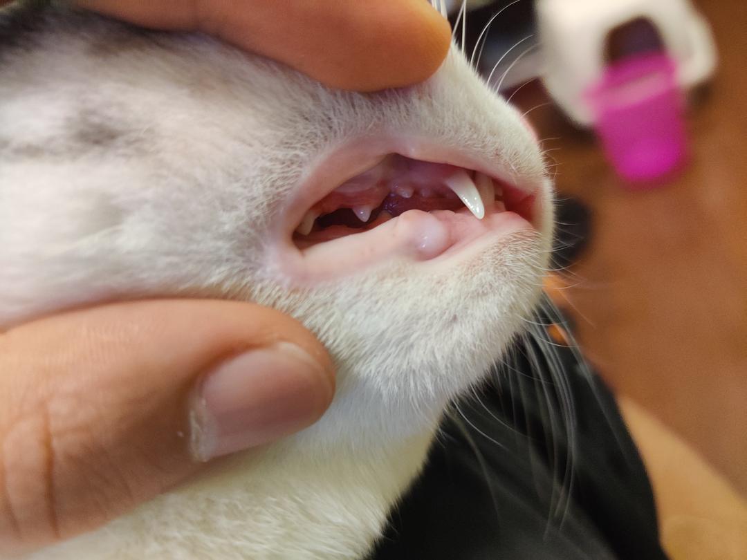 猫咪有几种特征说明它被你养熟了 (猫咪有四种行为就说明你养得很好)