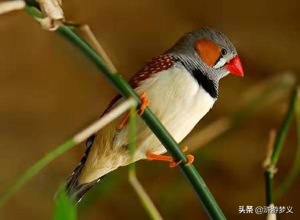 那些说不出名字的鸟,常见的纯黑色羽毛的鸟有哪些