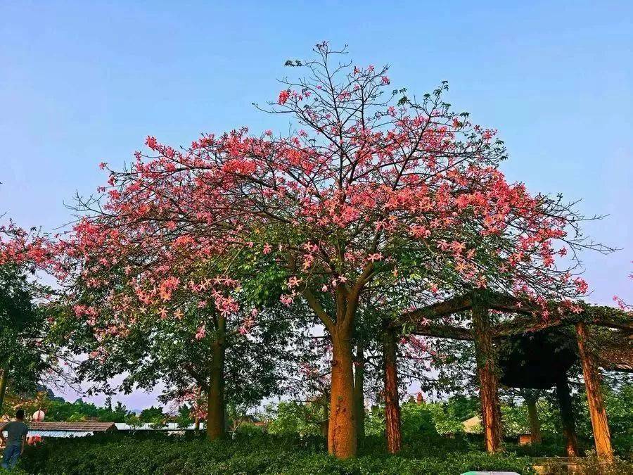 清远森波拉温泉晚餐,清远森波拉温泉度假村酒店报价
