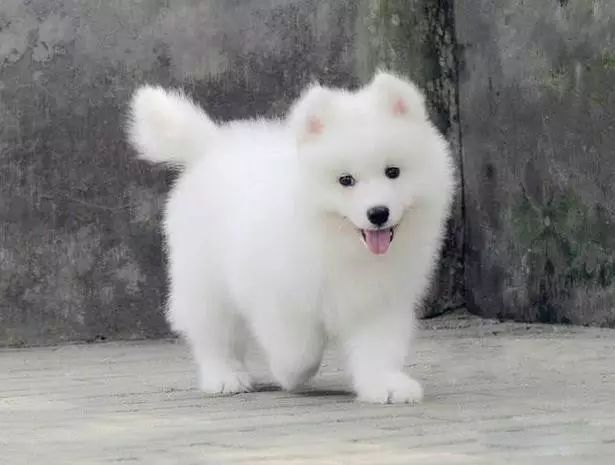 45种狗狗,45种狗狗很难得一见你认识几种