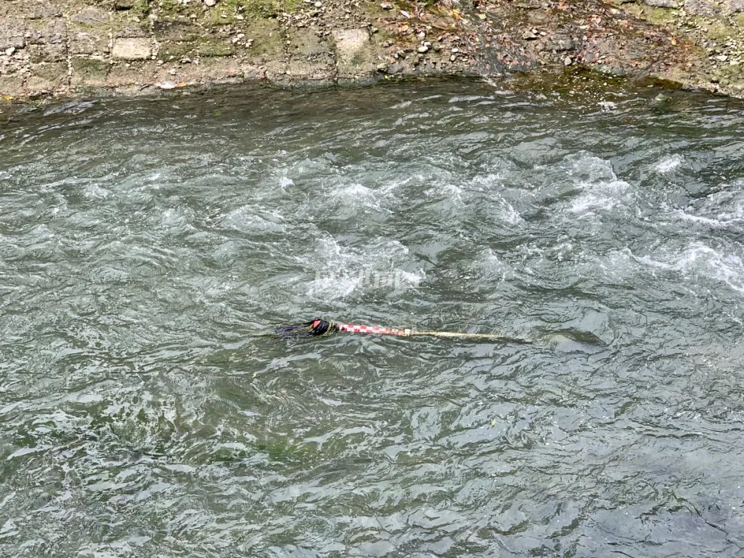 成都绿道风景美如画,成都周边哪条河边绿道最美