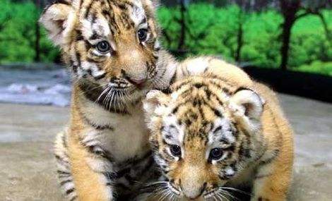 哈尔滨适合老人旅游的景点,哈尔滨十佳景区