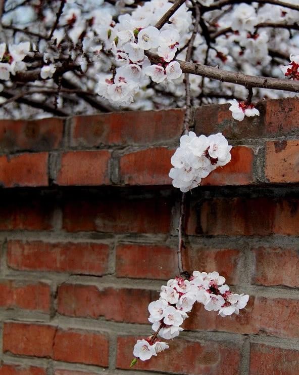 这首诗火了千年，不停被模仿，如今选入语文课本，家长却建议删除