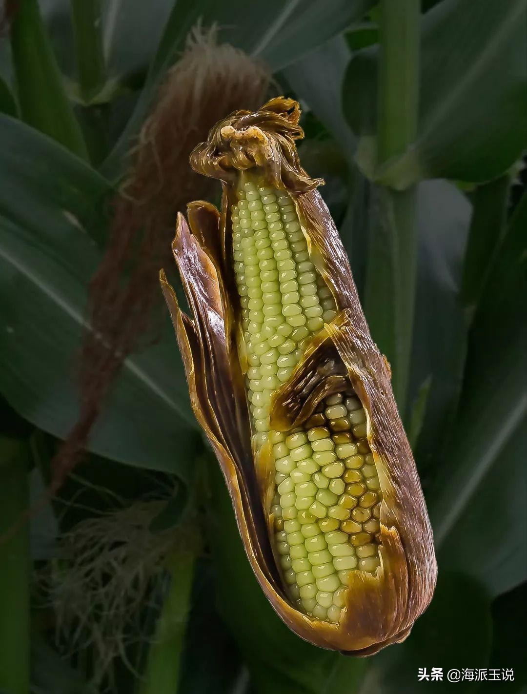 如果岫岩玉会说话—读岫岩玉