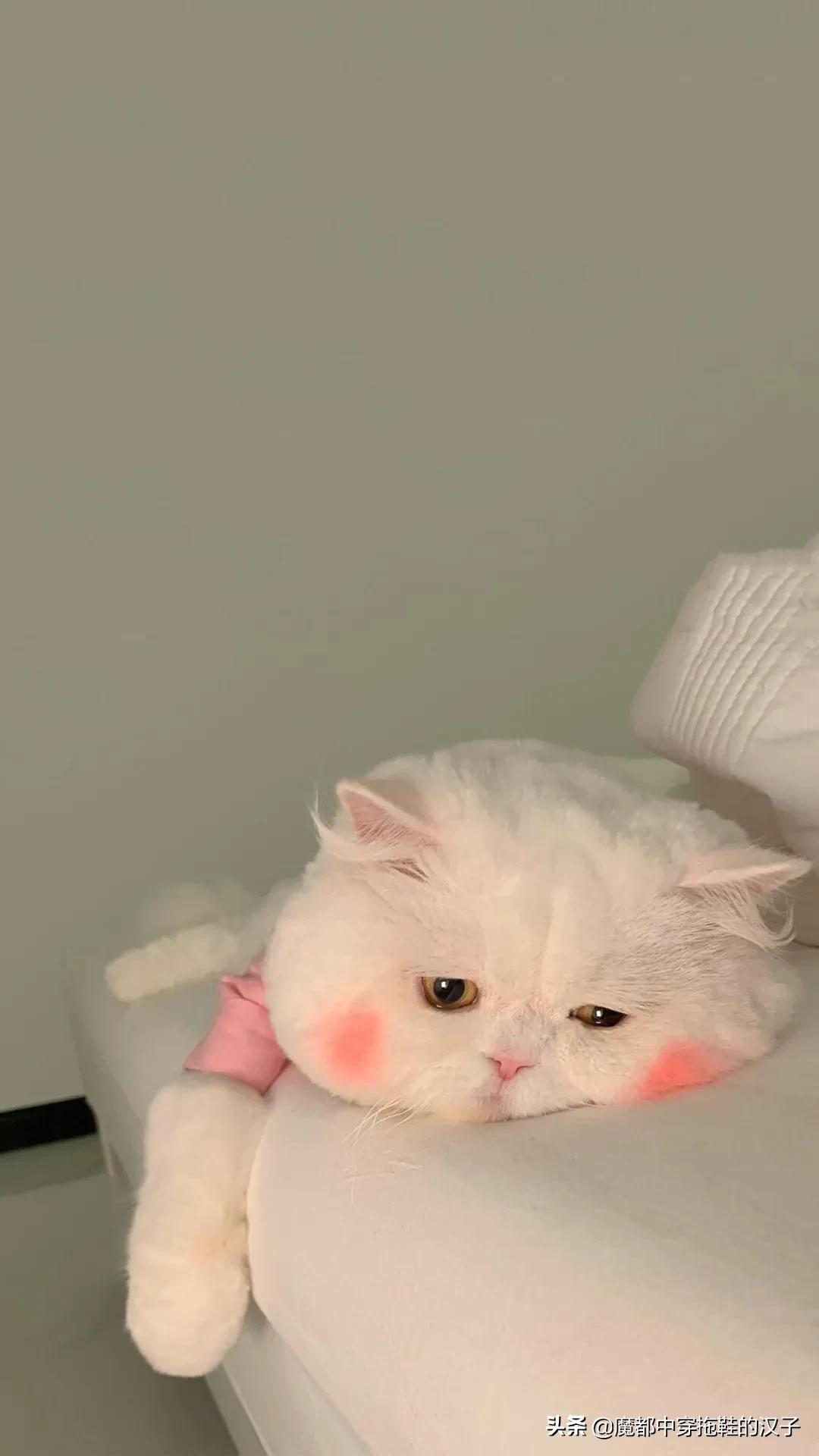 己所不欲勿施于人下一句,己所不欲勿施于人意思