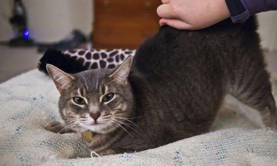 怎么给猫挑选猫粮,喜马拉雅猫怎么挑选