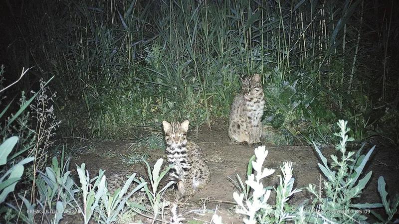 21岁女孩被蚊子叮咬,女生被蚊虫叮咬起大包
