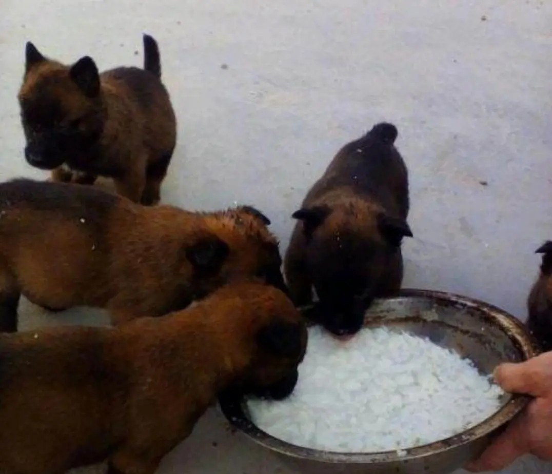 各类家畜养殖效益对比,家畜养殖致富项目