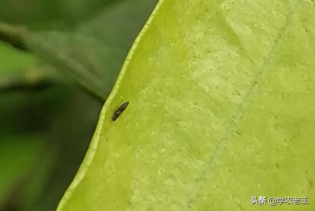 蓟马咬了用什么药效果最好,蓟马咬过的花怎么救