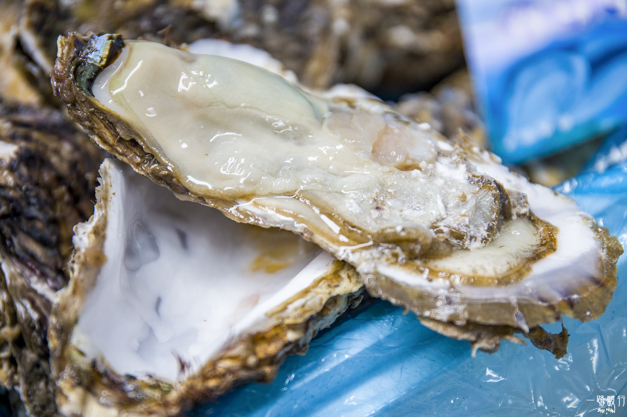 乳山冬季海蛎子,乳山海边海蛎子