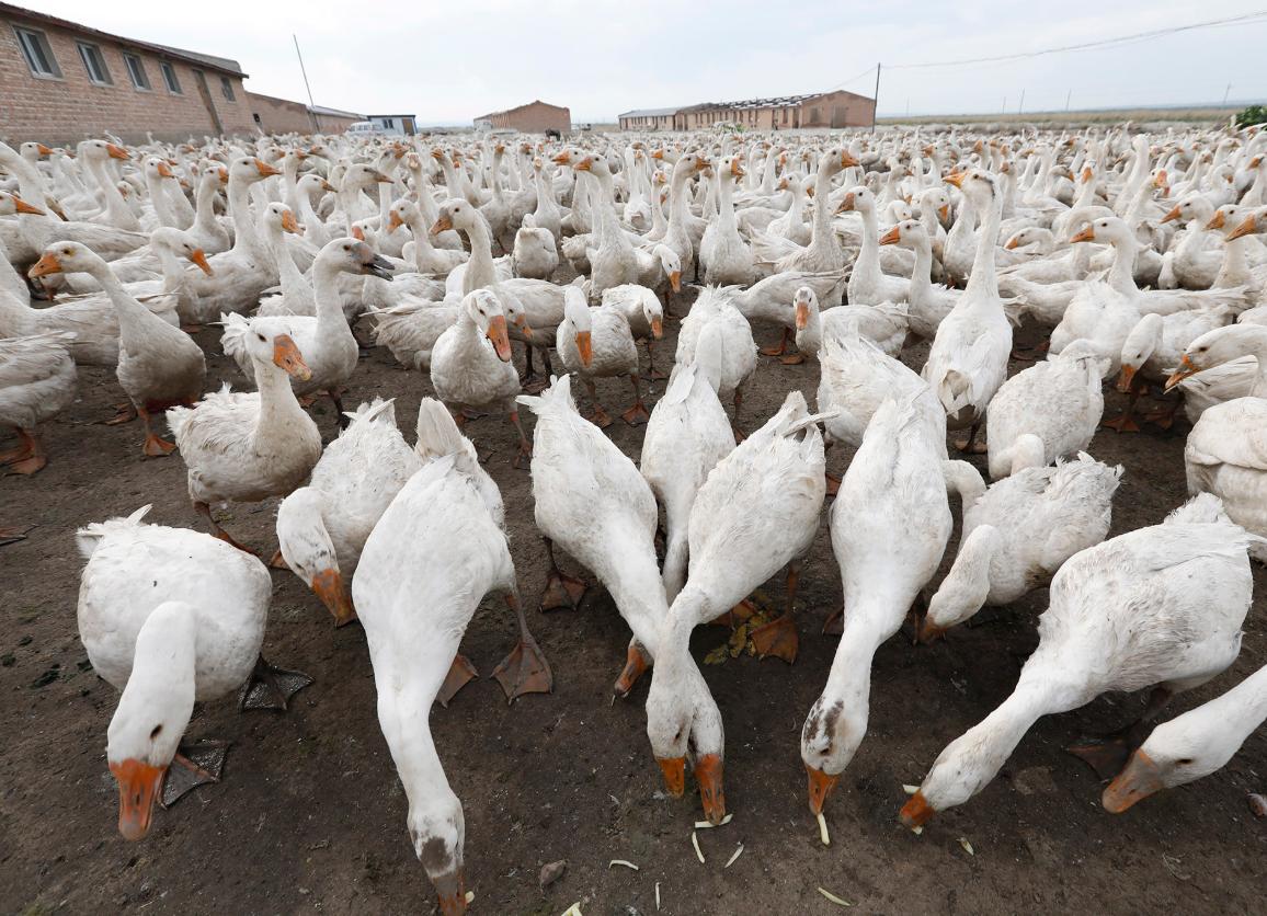 小型养殖有什么项目可以做,适合在农村养殖发展的项目