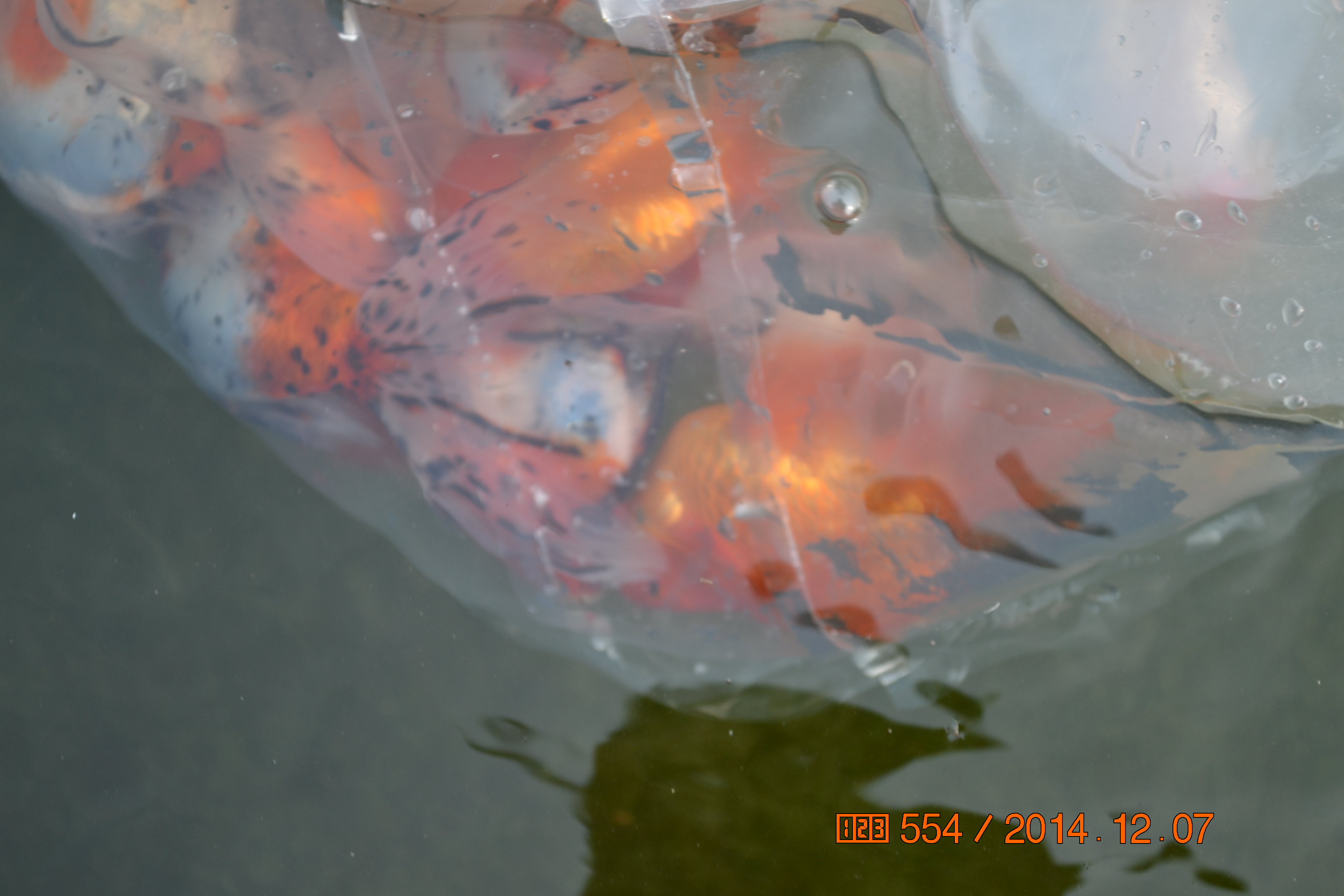 湖南最好的锦鲤养殖基地,湘潭锦鲤养殖