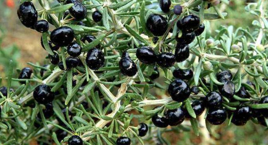 黑枸杞每亩投资成本,黑枸杞怎么区分野生和种植