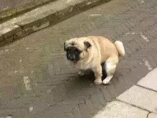 广州狗证怎么办理,爱他就给他个名分