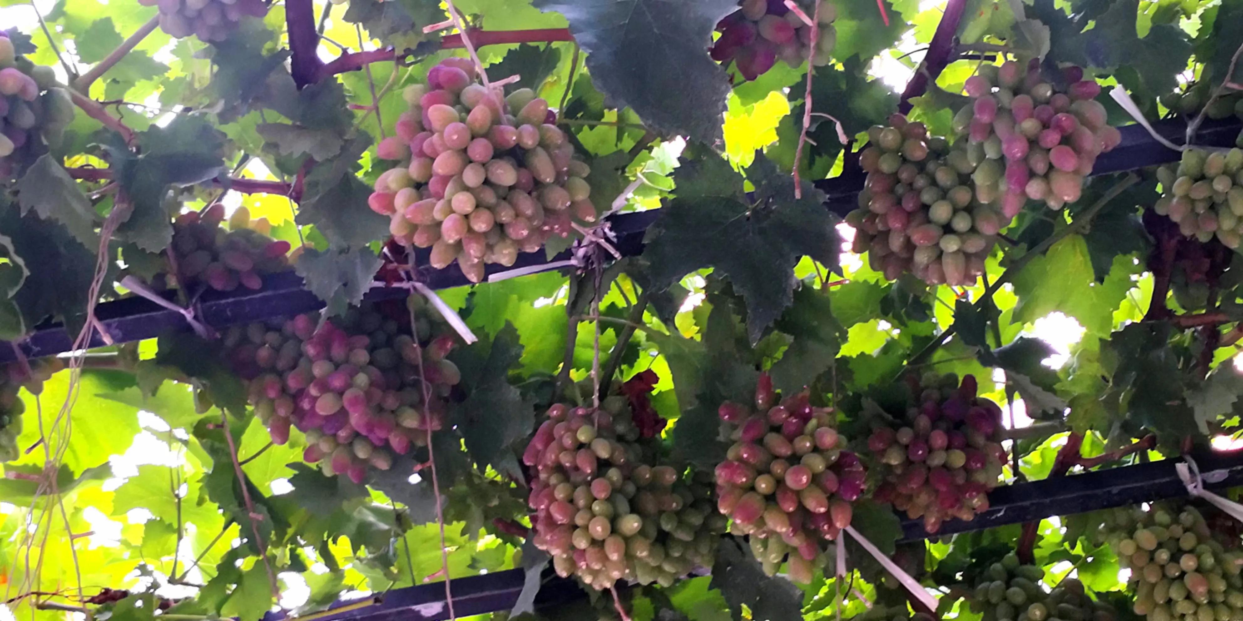 秋天的怀念作者,秋天的怀念