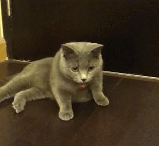 夏天猫咪中暑视频,炎炎夏日猫咪应该怎么安全度过