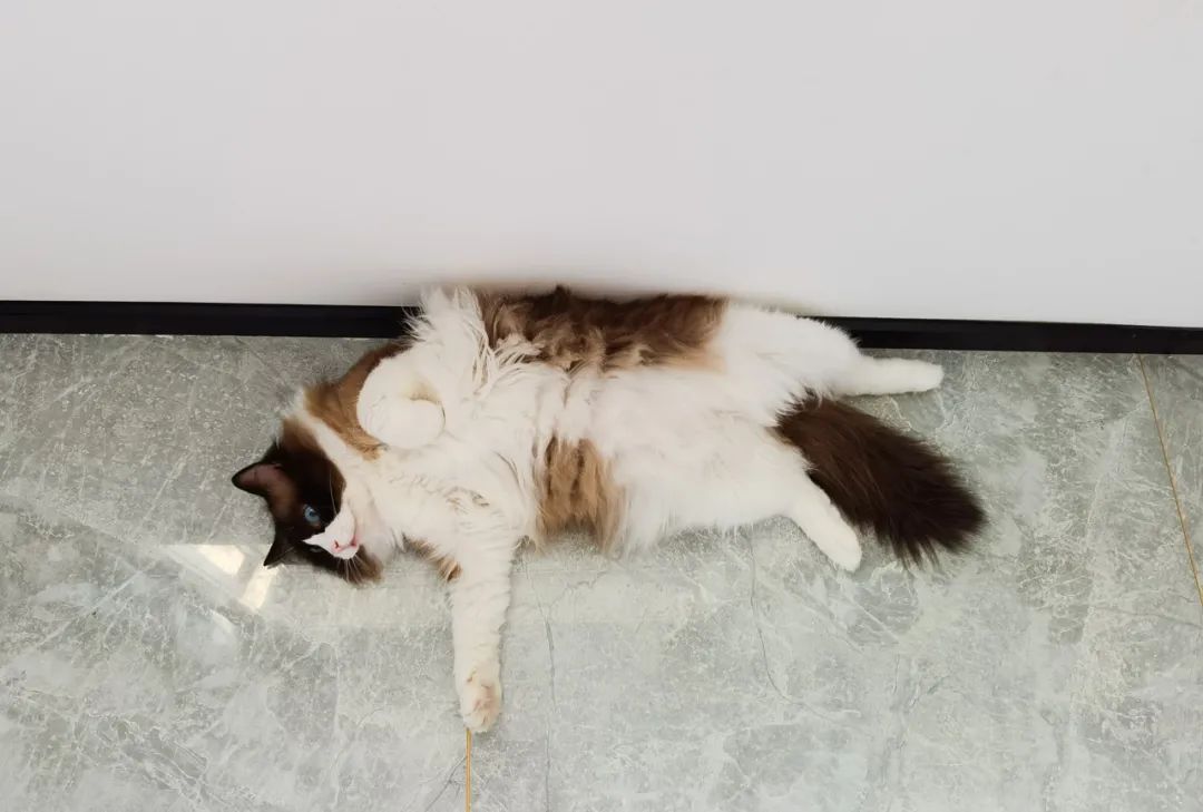 家里有两只猫想养一只狗,家里有只猫又来了一只狗怎么相处