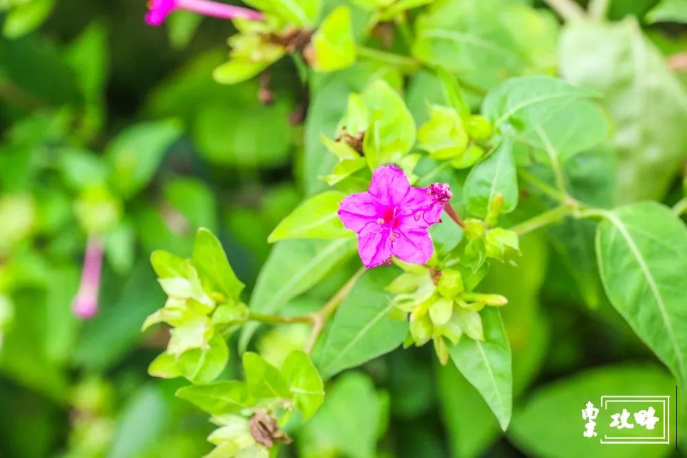 燕子矶公园值得去吗,燕子矶公园的介绍