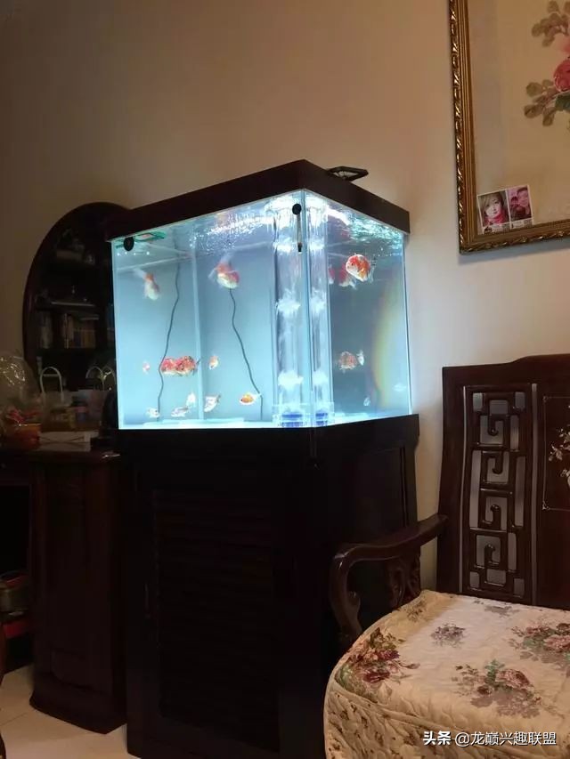 垃圾桶旁边的四方鱼缸,捡回去养了一缸金鱼,别说还挺不错