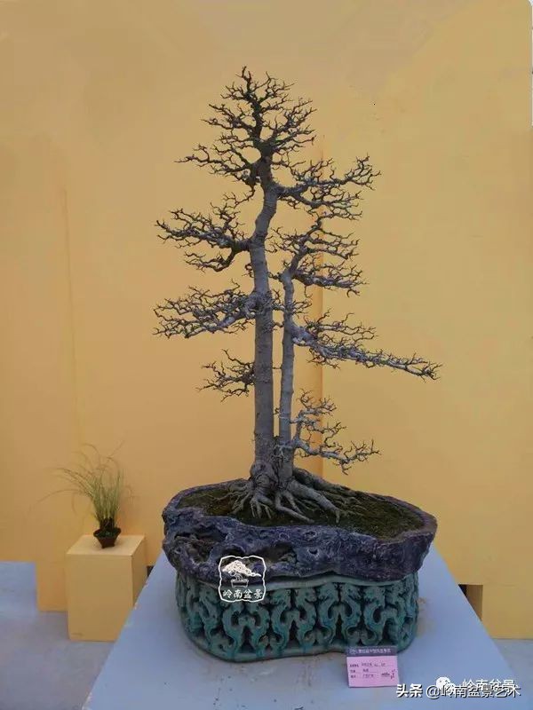 双干树,双干型果树