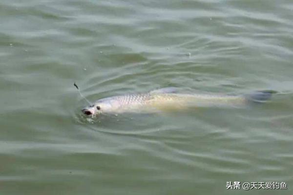 野钓青鱼的技巧和方法视频,初春野钓青鱼的正确方法