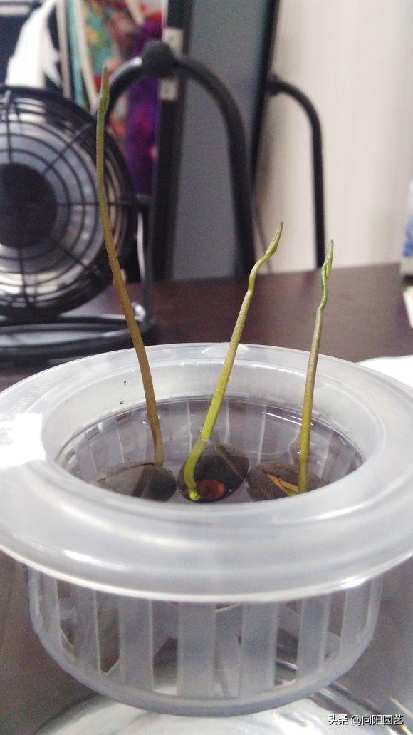 莲子长成荷花过程,一盆莲花种几颗莲子