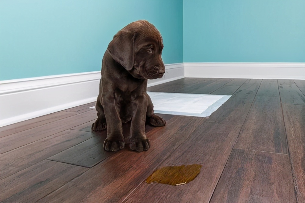 狗狗拉软便便吃什么药,怎么让狗狗不吃自己的便便