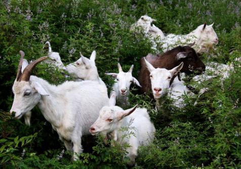 山羊的消化时间,山羊消化不良的症状