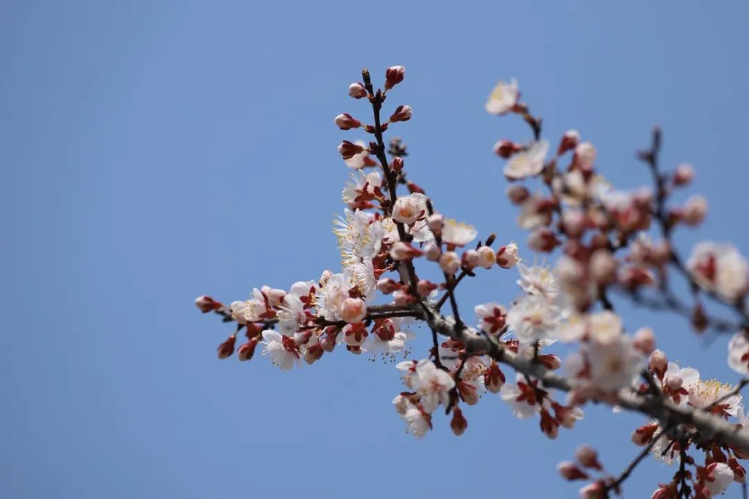 合肥最美的春天景点,合肥春天有哪些好玩的景点
