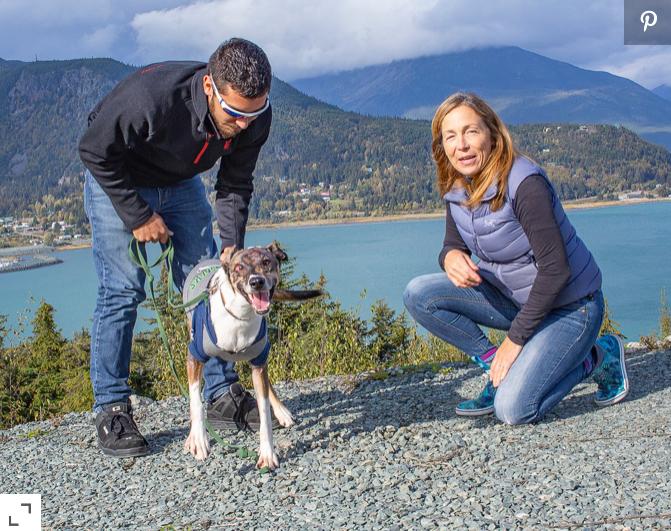 狗狗烧伤烫伤处理方法,狗狗皮肤被驱虫药烧伤