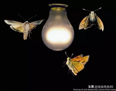 昆虫为什么会被灯吸引,吸引昆虫的灯光