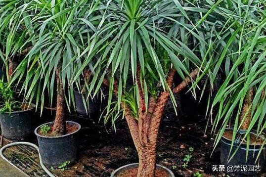 龙血树上方叶尖发黄干枯什么原因,宽叶龙血树叶尖干枯怎么救