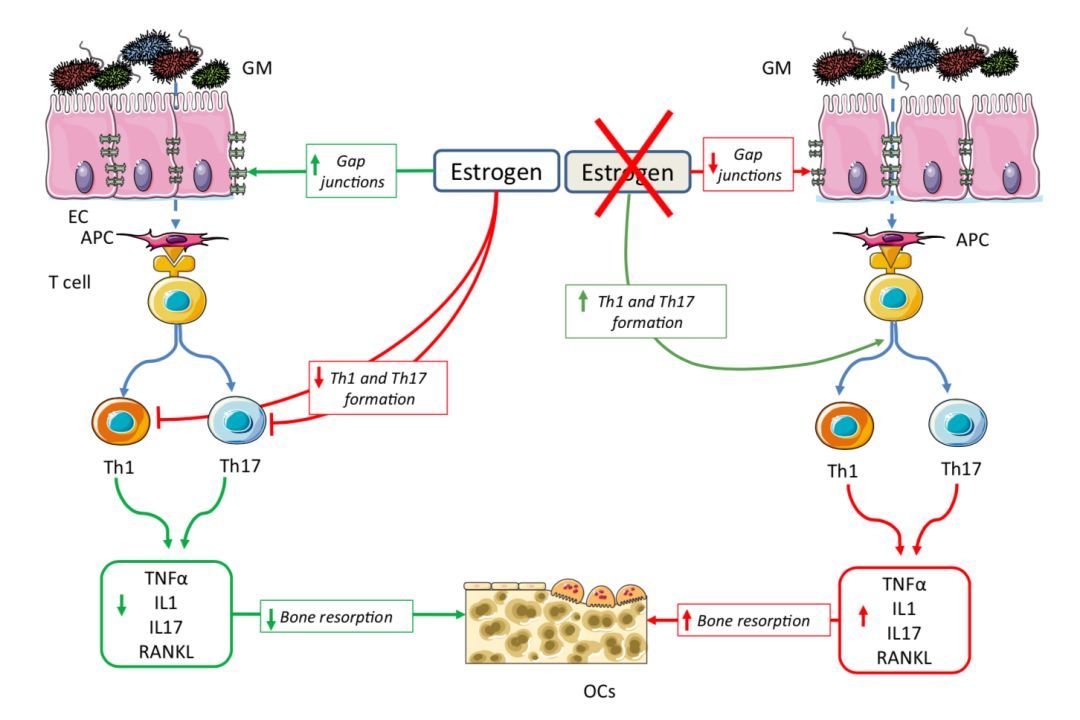 老年女性骨质疏松需要补充激素吗,老年女性骨质疏松吃什么雌激素