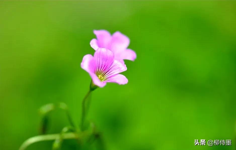 三叶草怎样拍摄,三叶草拍摄教程