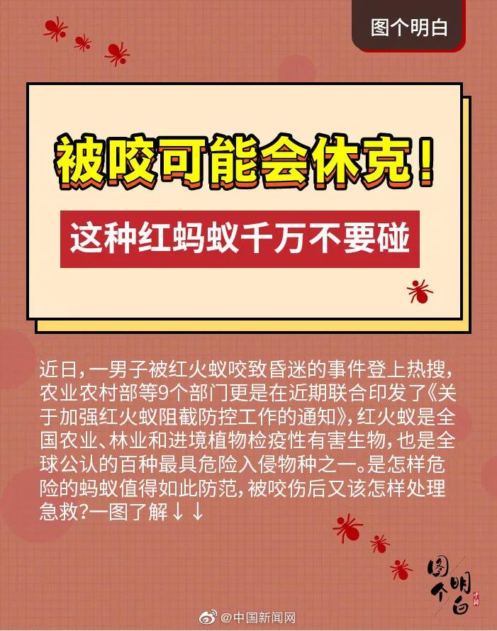 小心蚂蚁,小心红火蚁