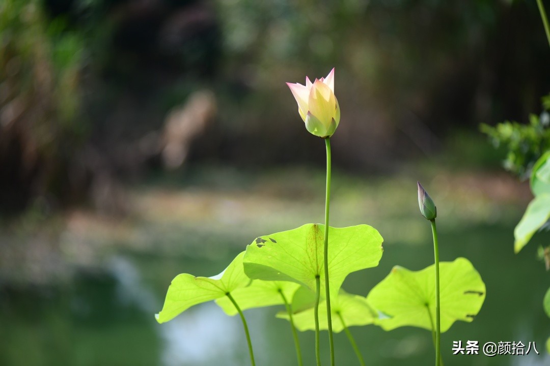 碗莲种藕生长到开花全过程,碗莲种植方法和时间图片