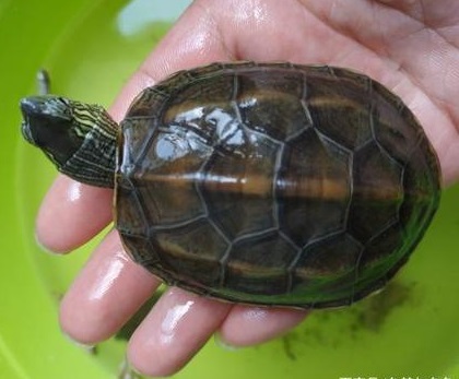 花杂龟和草龟的区别,中华草龟和花草杂龟哪个好看