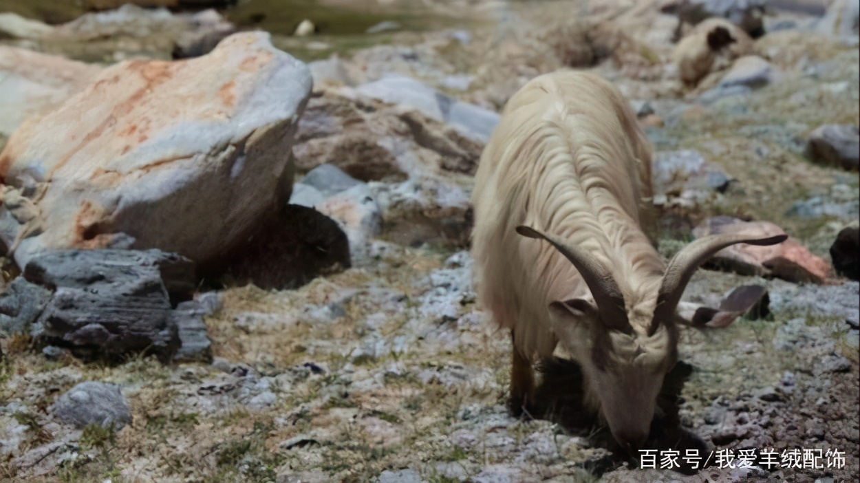 上千元的羊绒围巾，看懂下手